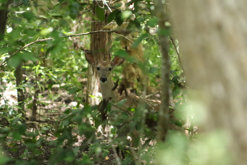 White-tailed Deer observed by sethfaught