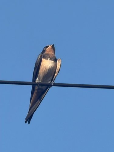 Barn Swallow