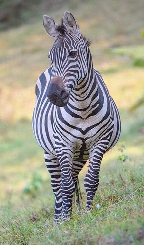 Grant’s Zebra