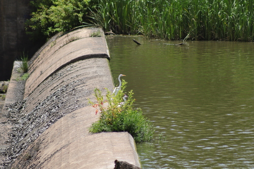 Great Egret observed by sethfaught
