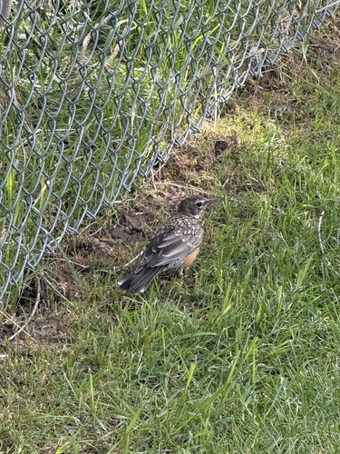 American Robin observed by oaktimouse
