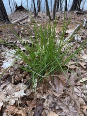 Oryzopsis asperifolia
