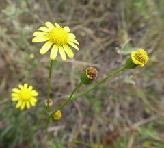 Senecio inaequidens