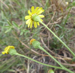 Senecio inaequidens
