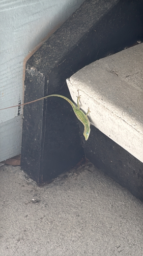 Green Anole observed by rexrosenblum