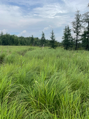 Carex stricta