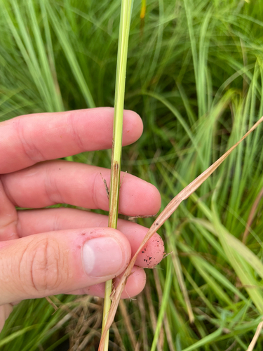 Carex stricta, photograph 3