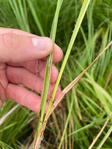 Carex stricta, photograph 4