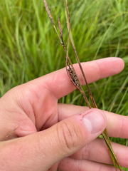 Carex stricta, photograph (c) Sam Turner, some rights reserved (CC BY)