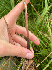 Carex stricta, photograph (c) Sam Turner, some rights reserved (CC BY)