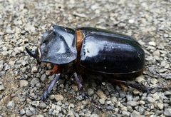 Heterogomphus dilaticollis