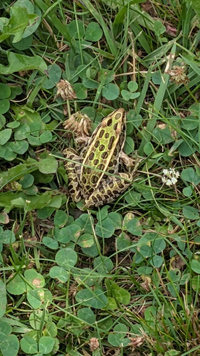 Northern Leopard Frog observed by matthew77314