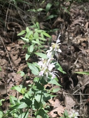 Monarda russeliana