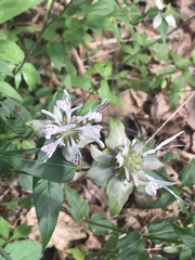 Monarda russeliana