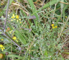 Senecio laevigatus