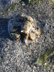 Pagurus hirsutiusculus