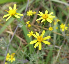 Senecio laevigatus