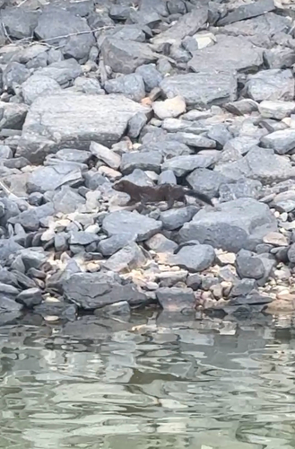 American Mink observed by irius