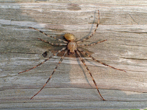 Barn Orbweaver photo 5