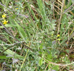 Senecio laevigatus