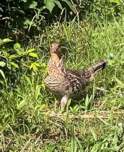 Ruffed Grouse observed by irius