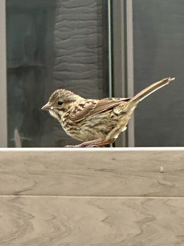 Song Sparrow observed by raysnook
