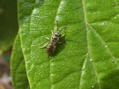 Halictus hesperus