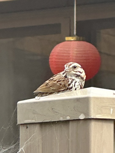 Song Sparrow observed by raysnook