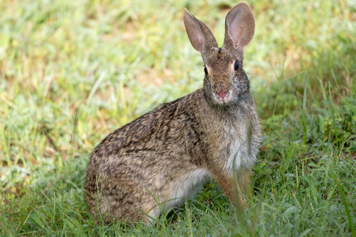 Swamp Rabbit observed by ursa512