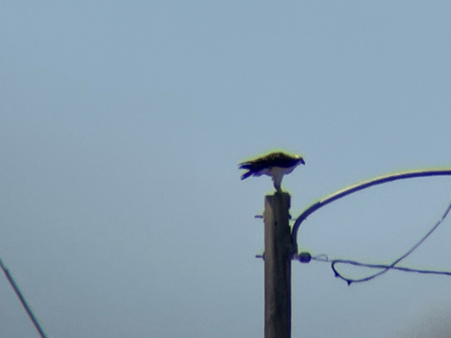 Osprey observed by athenarosesf