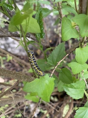 Sympistis perscripta