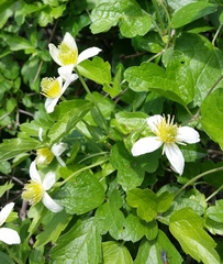 Clematis lasiantha
