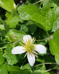 Clematis lasiantha