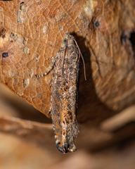 Pseudexentera mali