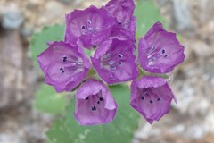 Phacelia calthifolia