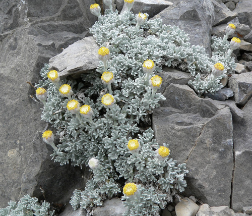 compact chickensage (Sphaeromeria compacta)
