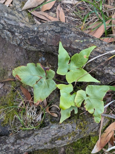 Asplenium hemionitis, photograph 2