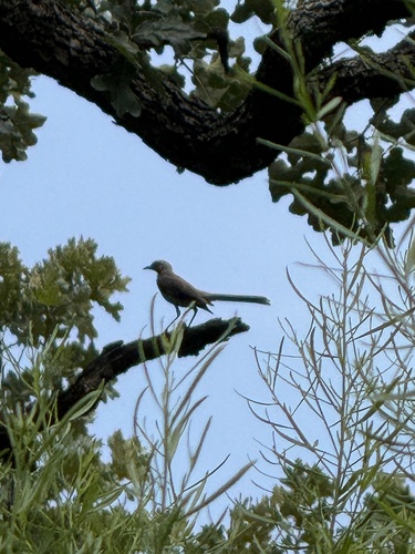 Northern Mockingbird observed by mbintexas