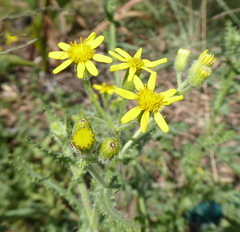 Senecio consanguineus