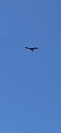 Turkey Vulture observed by joescience1