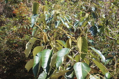 Croton magdalenensis