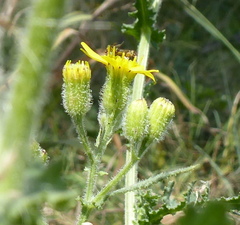 Senecio consanguineus