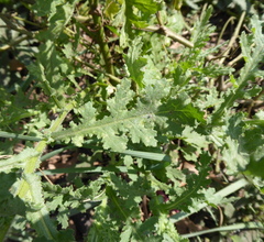 Senecio consanguineus