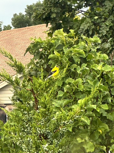 American Goldfinch observed by zwaylos