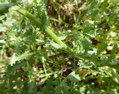 Senecio consanguineus