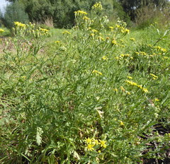 Senecio consanguineus