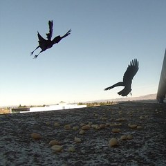 Corvus brachyrhynchos