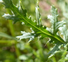Senecio consanguineus