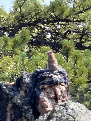 Common Golden-mantled Ground Squirrel observed by nathgoeck