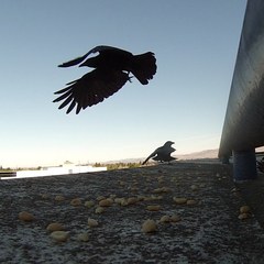 Corvus brachyrhynchos